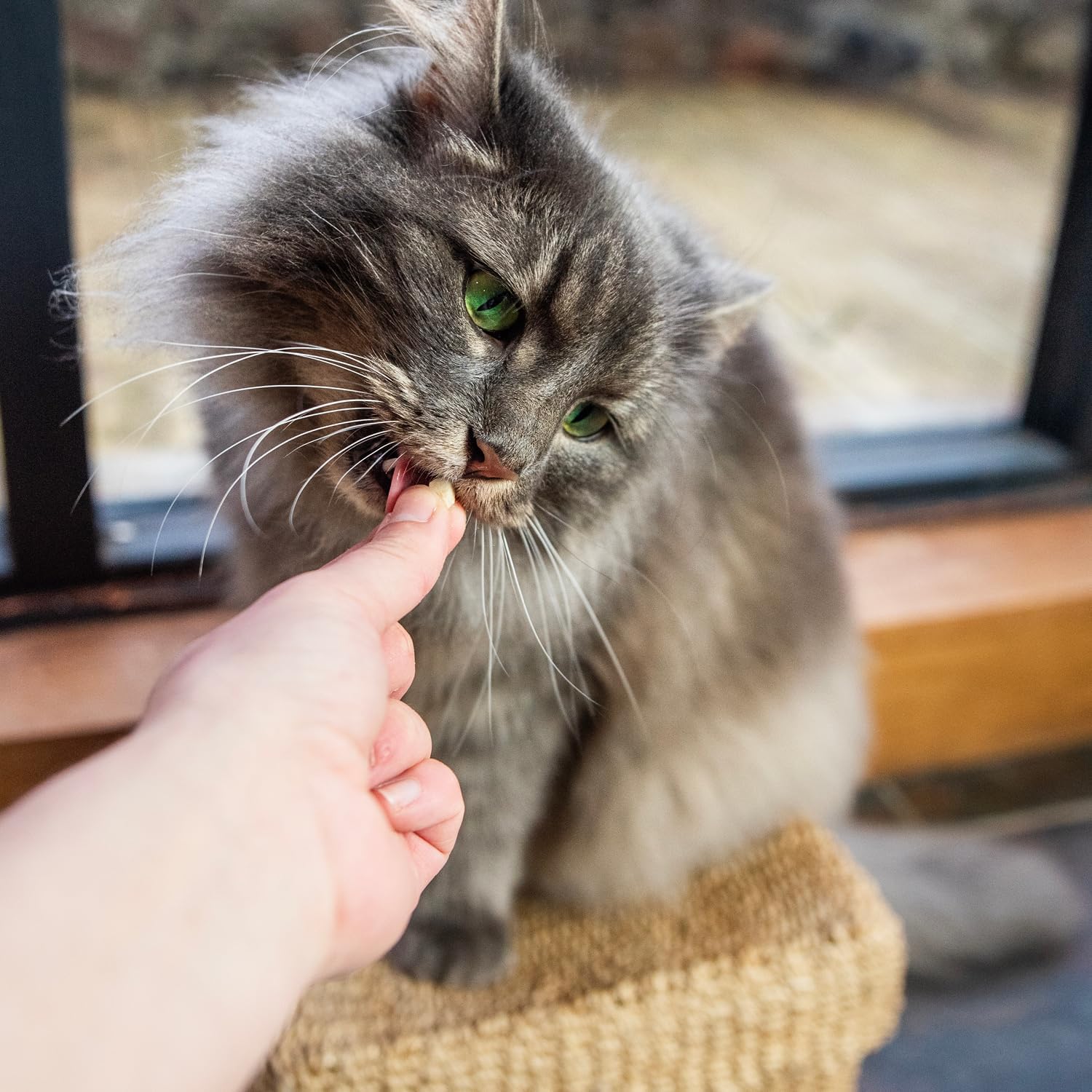 A happy domestic cat receiving a vet recommended training treat from a human hand in a cozy uk home setting